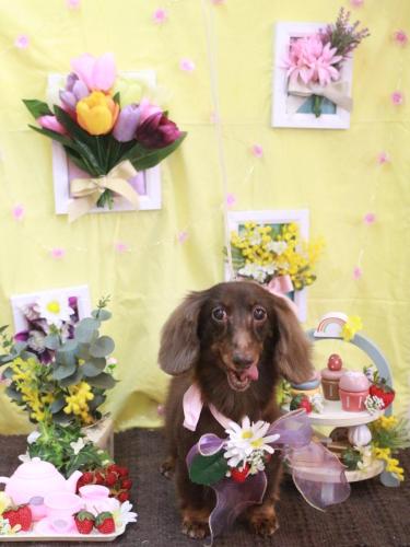 20230302ミニーちゃん